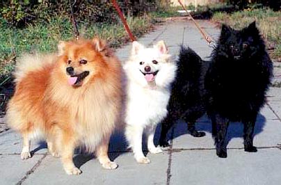 Три поколения: Грейс Штеффи-рожд.1988г.(справа), её сын Чемпион России Винни Пух- рожд.1991г.(слева) и дочь Винни Пуха Весёлый Гном Еничка-рожд.1994г. Три поколения: Грейс Штеффи-рожд.1988г.(справа), её сын Чемпион России Винни Пух- рожд.1991г.(слева) и дочь Винни Пуха Весёлый Гном Еничка-рожд.1994г.